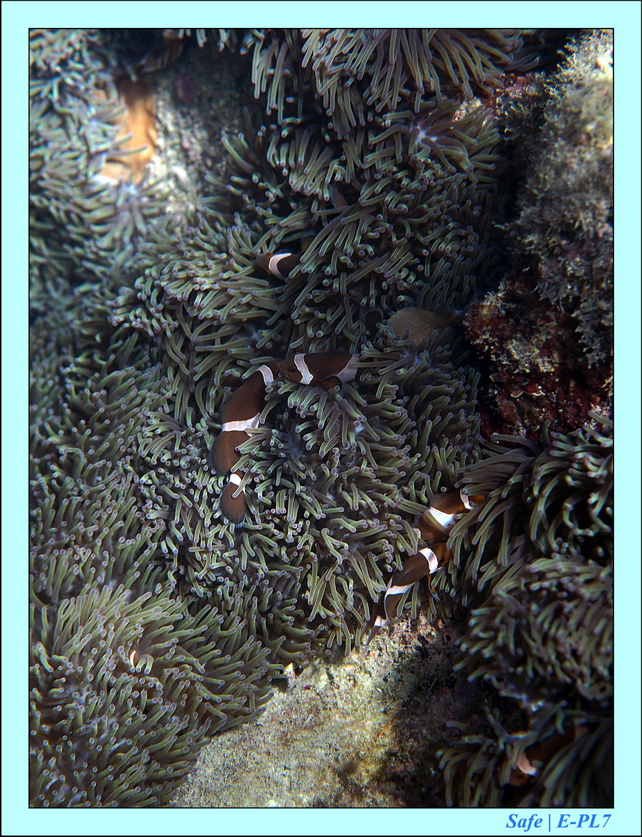 2016 - 07 - Leng Tengah - 096